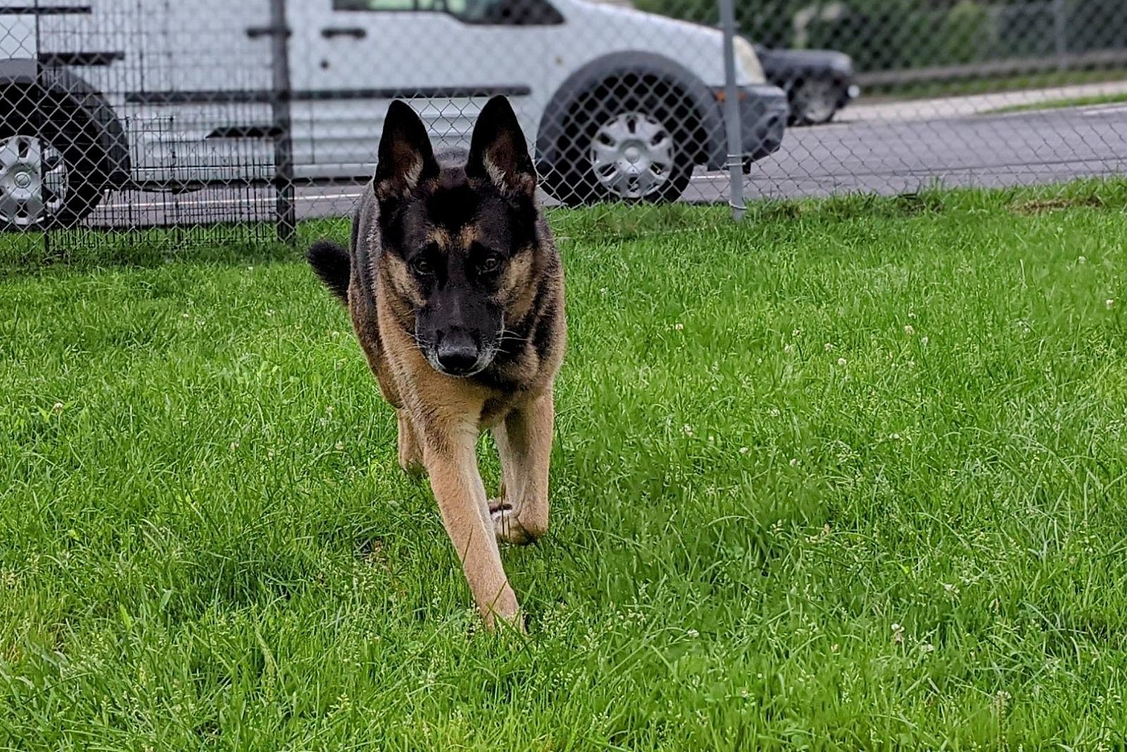 German shepherd best sale snoring