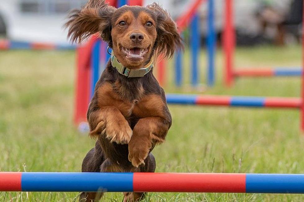 Worcester’s Dogfest New England Show Is Heaven for Dog Lovers