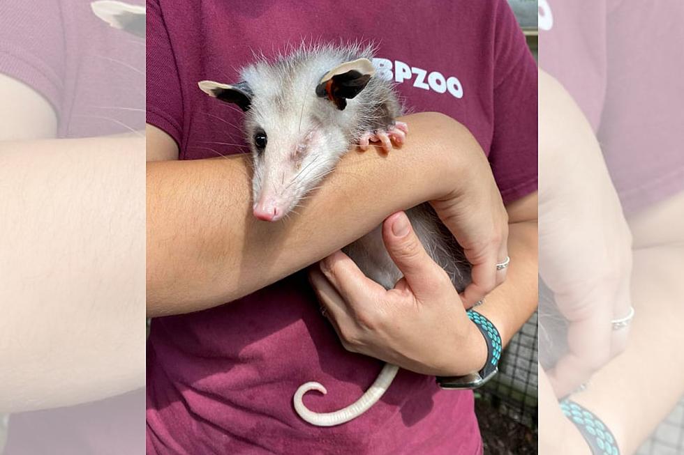 Odin the Opossum Gets Second Chance at Life with New Bedford Zoo
