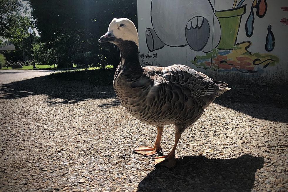 Meet Buttonwood's Pickle the Goose