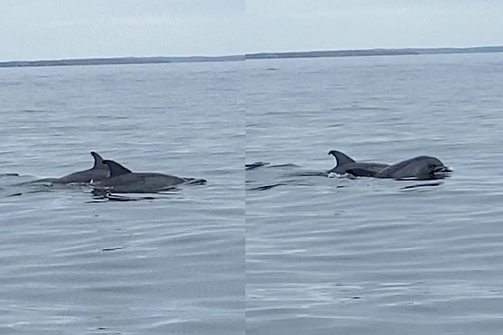 WATCH: Hundreds of Dolphins in Buzzards Bay