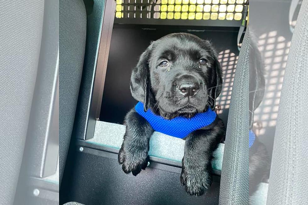 Meet Somerset’s Adorable New Comfort Pup, Raider