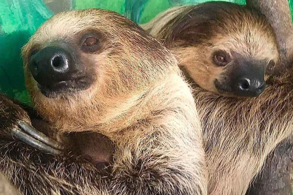 Stone Zoo Holding Auction to Name New Baby Sloth