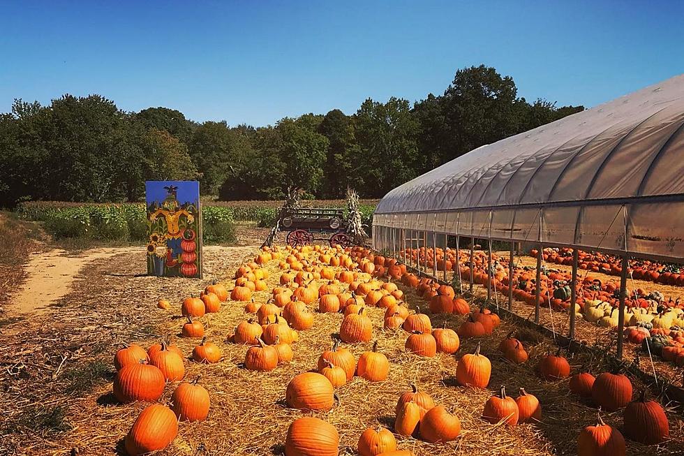 Lakeville Farm Hosting First Annual Harvest Festival in October