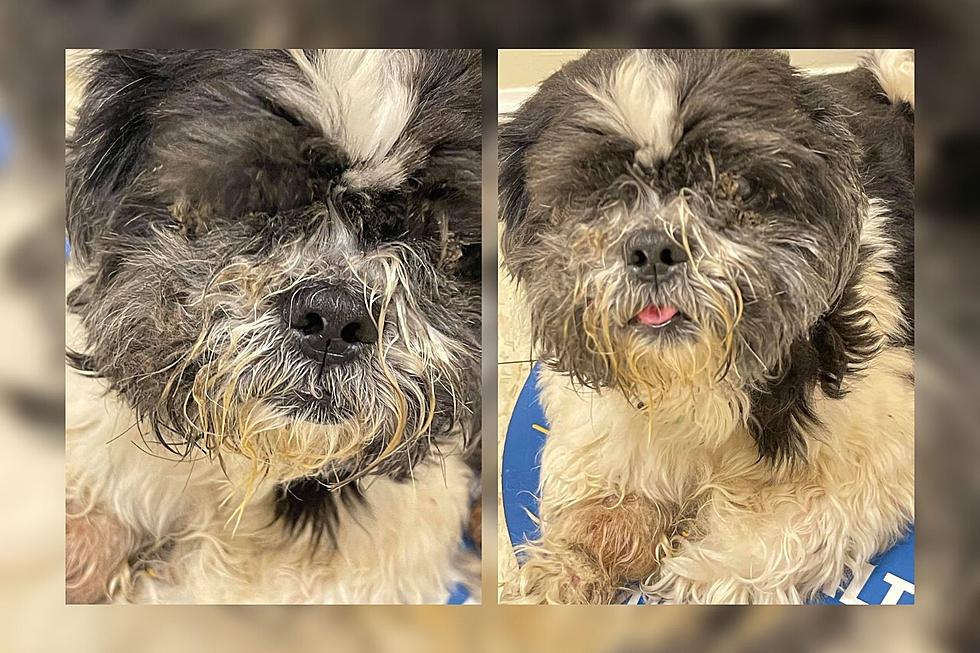 Fall River Dog Gets Leg Amputated After Animal Cruelty Incident