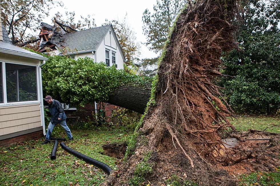 What To Do When A Neighbor's Tree Hits Your Home