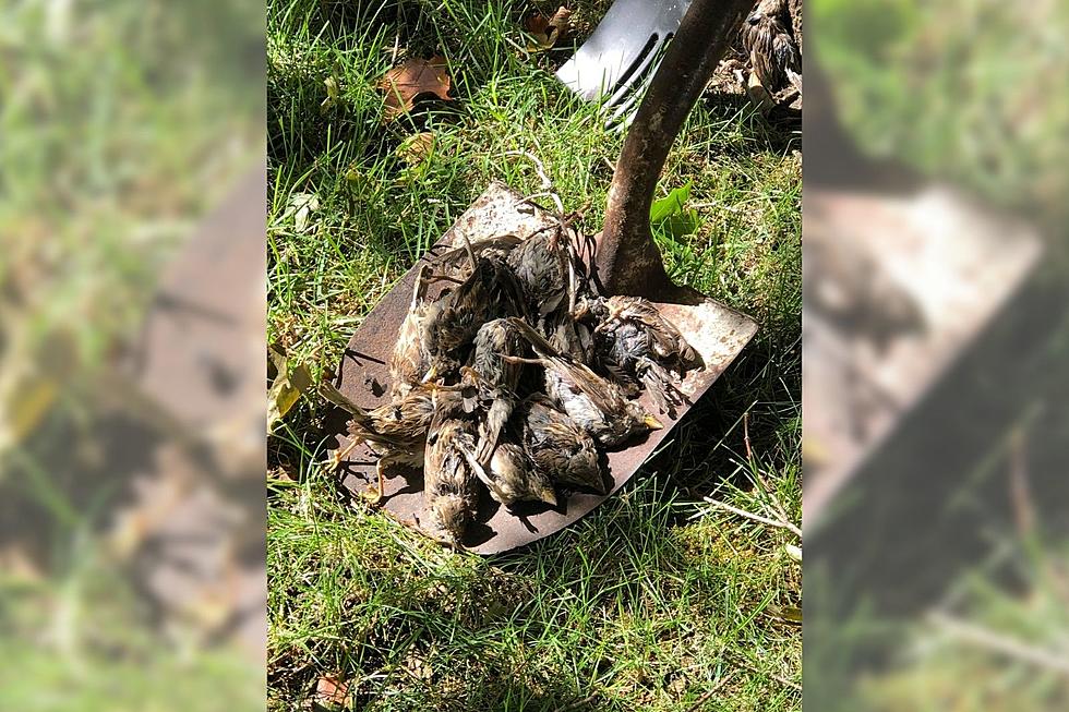 Fall River Woman Comes Home to Discover 70 Dead Birds in Her Yard