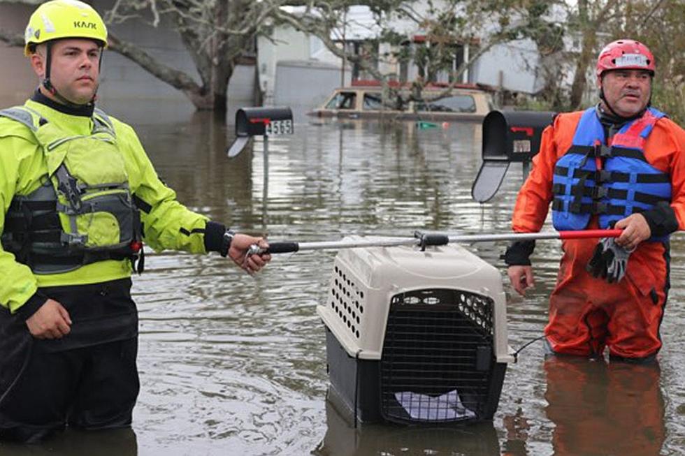 New Bedford Animal Control Officer Manny Maciel Rescues Louisiana Pets