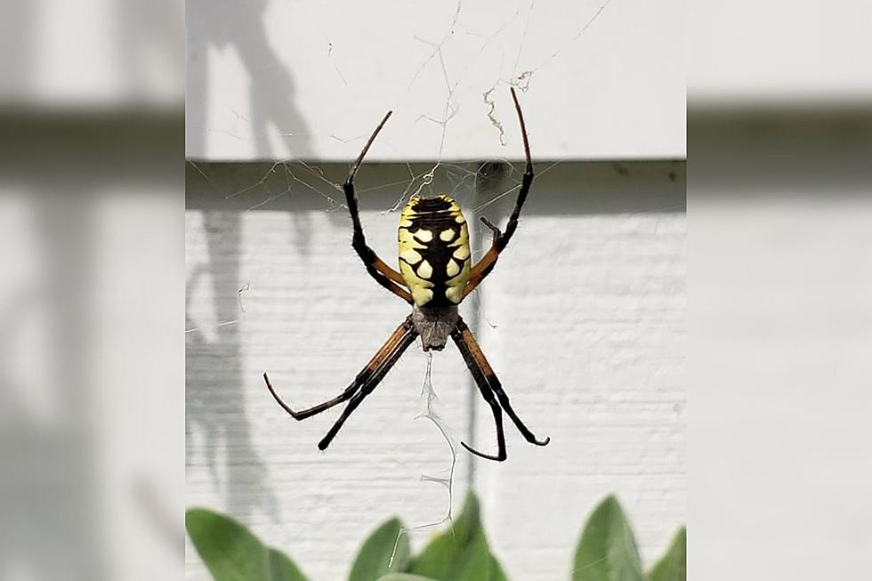 Tiverton Garden Home to Massive Spider