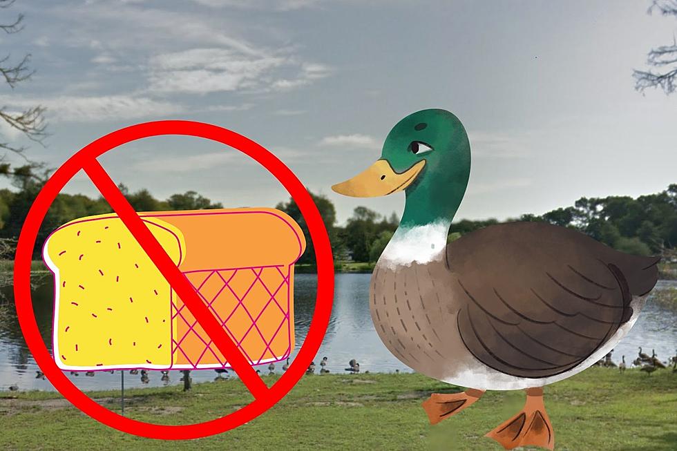 Stop Feeding Buttonwood Park Ducks Bread, You’re Killing Them