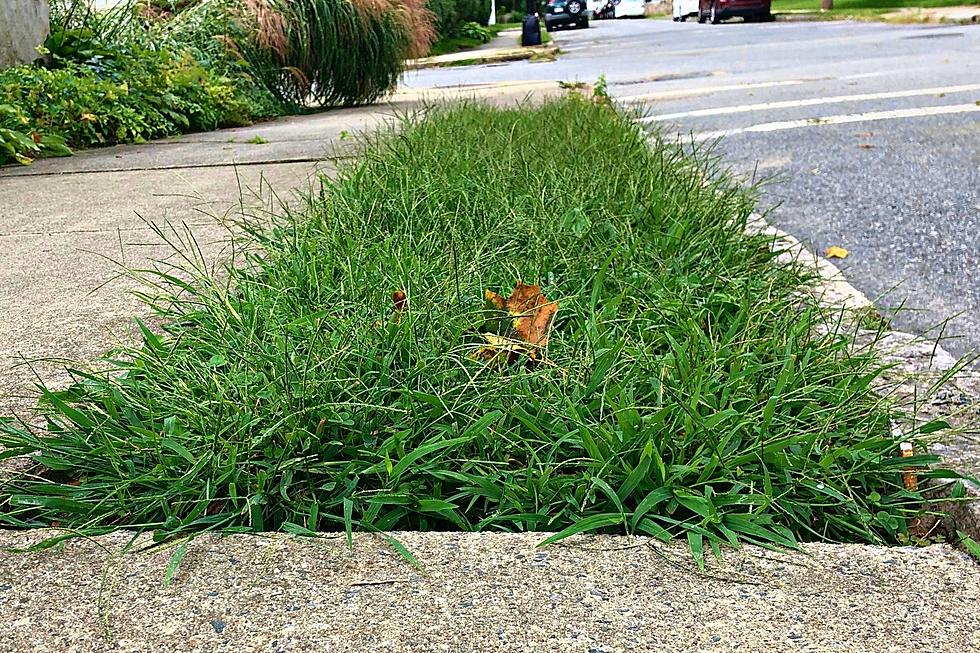 New Bedford Sidewalk Grass Rules and How It Affects Homeowners