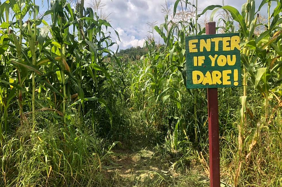 19 Festive Corn Mazes in RI, Mass. to Weave Through This Fall