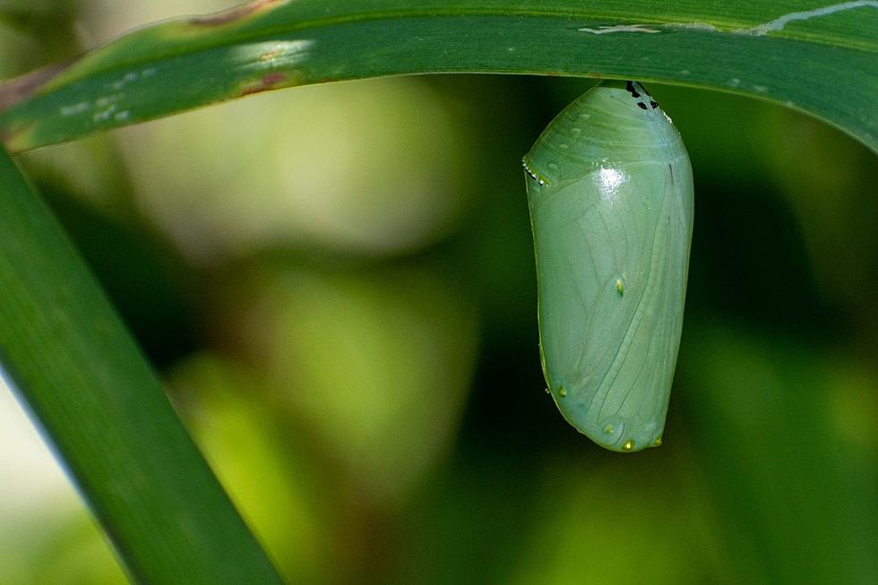 Mattapoisett Gardener Captures Stunning Transition of Monarch Butterfly