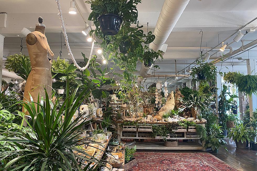 Calling All Plant Lovers: Enchanting Worcester Shop Is Worth the Trip
