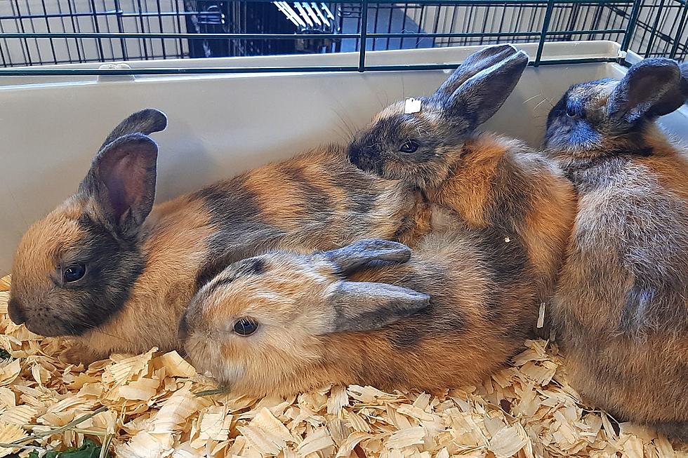 Fairhaven Bunnies Look to Hop to a Forever Home [WET NOSE WEDNESDAY]