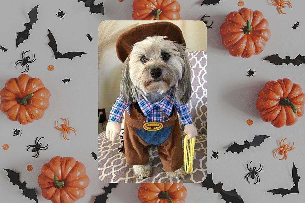 Swansea Kennel Wants to See Your Dog&#8217;s Best Halloween Costume
