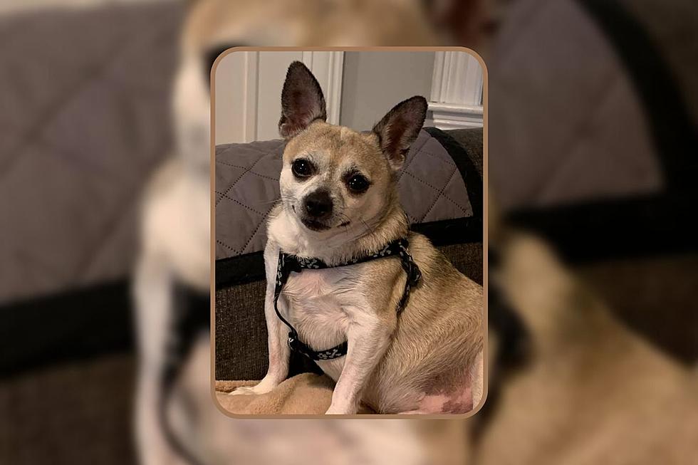 Acushnet Chihuahua Needs a Forever Home and Some Help With His Diet [WET NOSE WEDNESDAY]