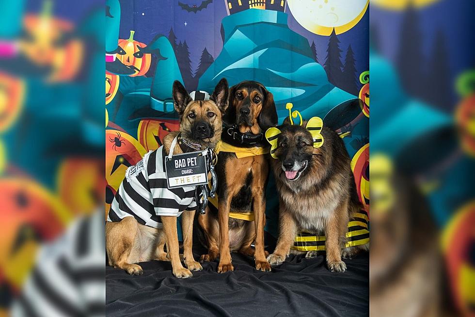 SouthCoast Businesses Join Forces for a Halloween Parking Lot Paw-ty