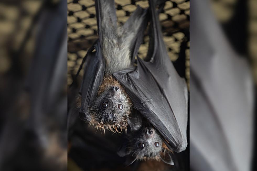 MassWildlife Celebrates Bat Week By Debunking Some Scary Myths