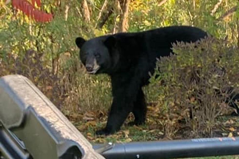 Another Black Bear Spotted on the Marion-Wareham Line