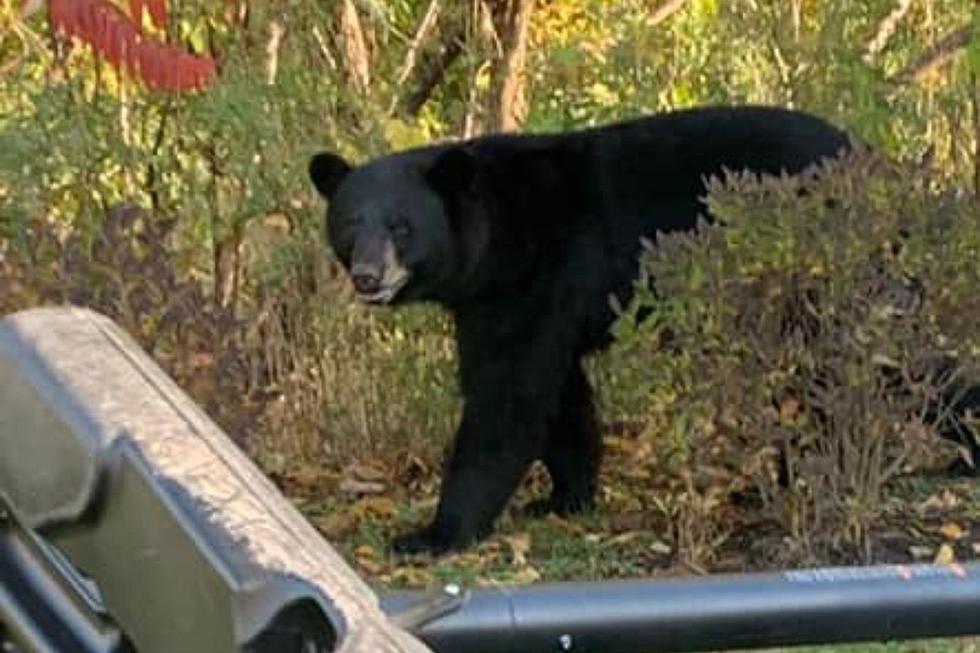 Most New England Animals Don’t Hibernate During the Winter