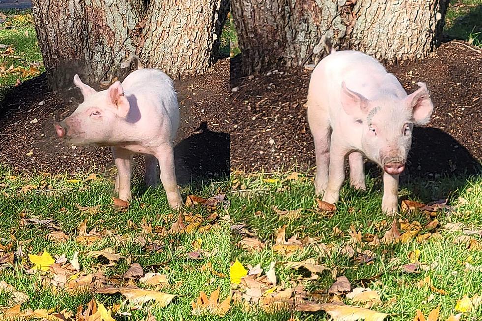 Swansea Pig That Escaped Slaughterhouse Was Accidentally Returned