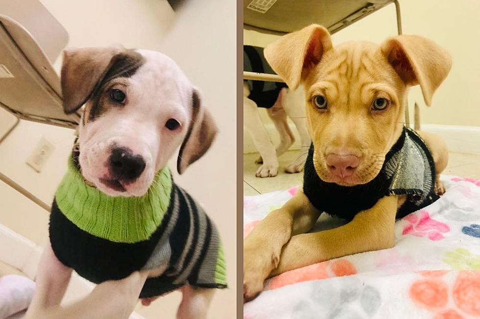 Fall River Puppies From Puerto Rico Hoping to Find Homes [Wet Nose Wednesday]