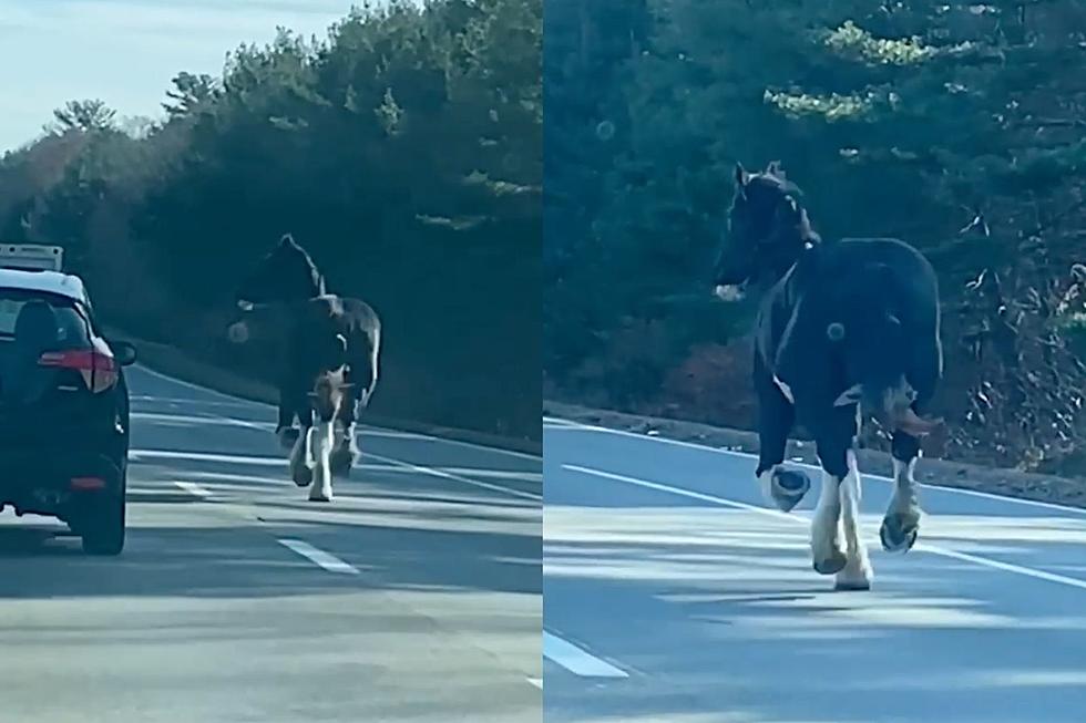 Taunton Clydesdale Galloping Down Rt 140 Is a Sign of Christmas 