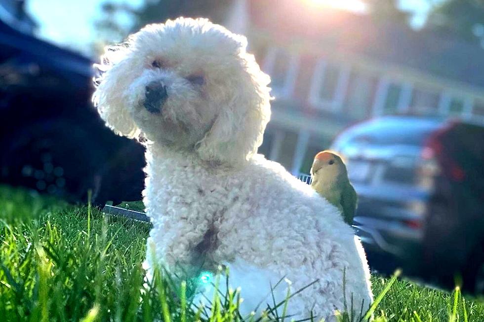 New Bedford Lovebird and Dog Go Viral for Unlikely Friendship