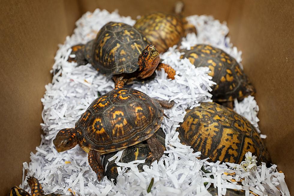Boston and Providence Zoos Team Up to Save Smuggled Turtles