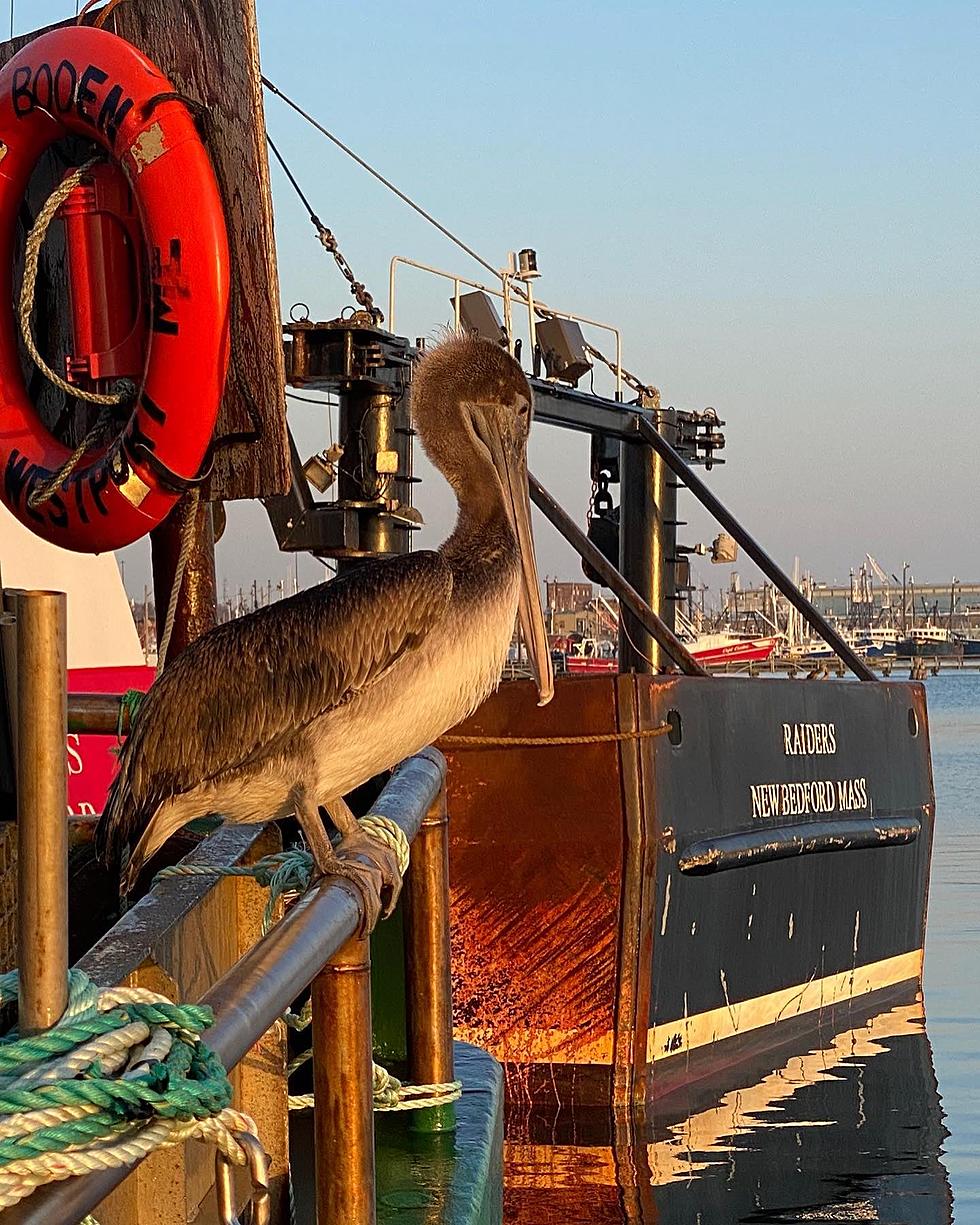 Rare Brown Pelican Spotted on New Bedford Waterfront