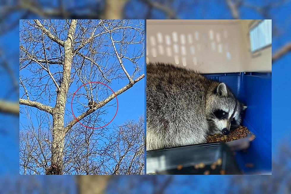 Westport Raccoon Saved From Tree After Being Trapped for Four Days
