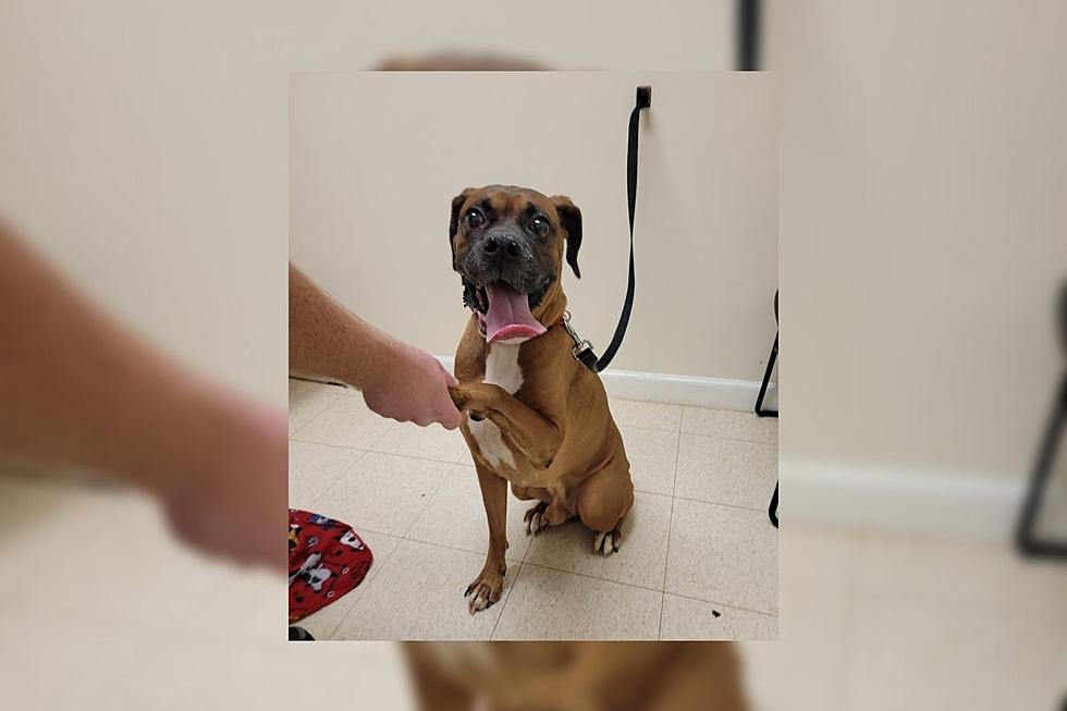 Fall River Dog Surrendered to Shelter After Family Suffers Allergic Reaction [WET NOSE WEDNESDAY]