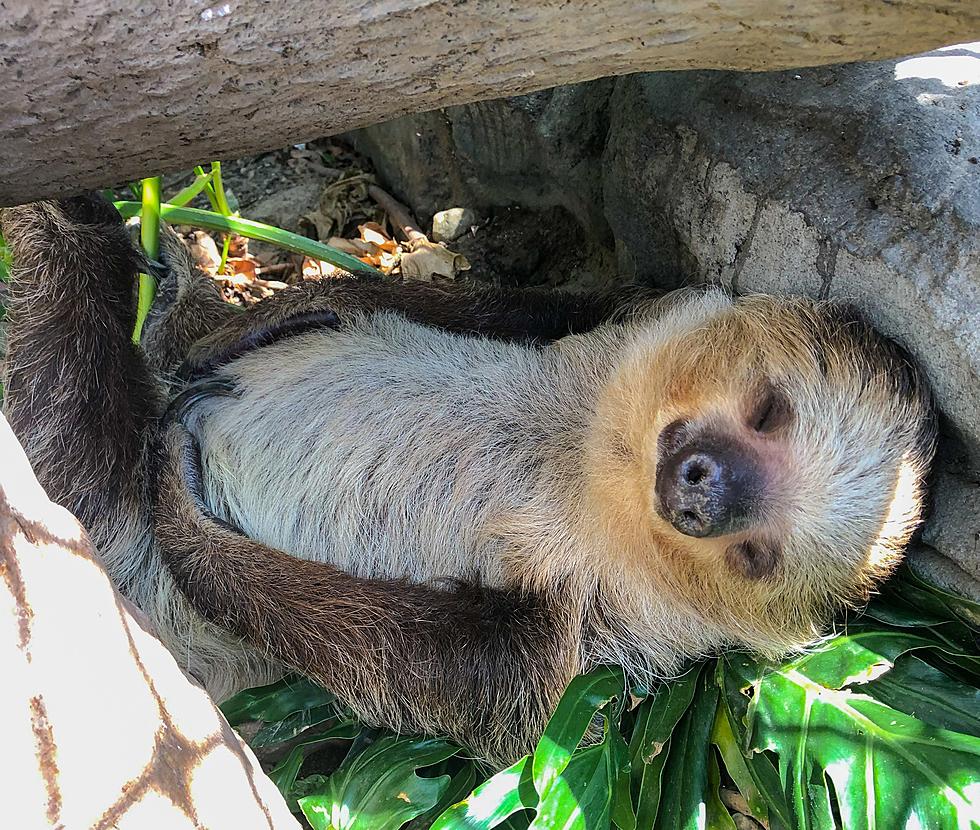 Enjoy Unique Animal Encounters at Providence&#8217;s Roger Williams Park Zoo in 2022