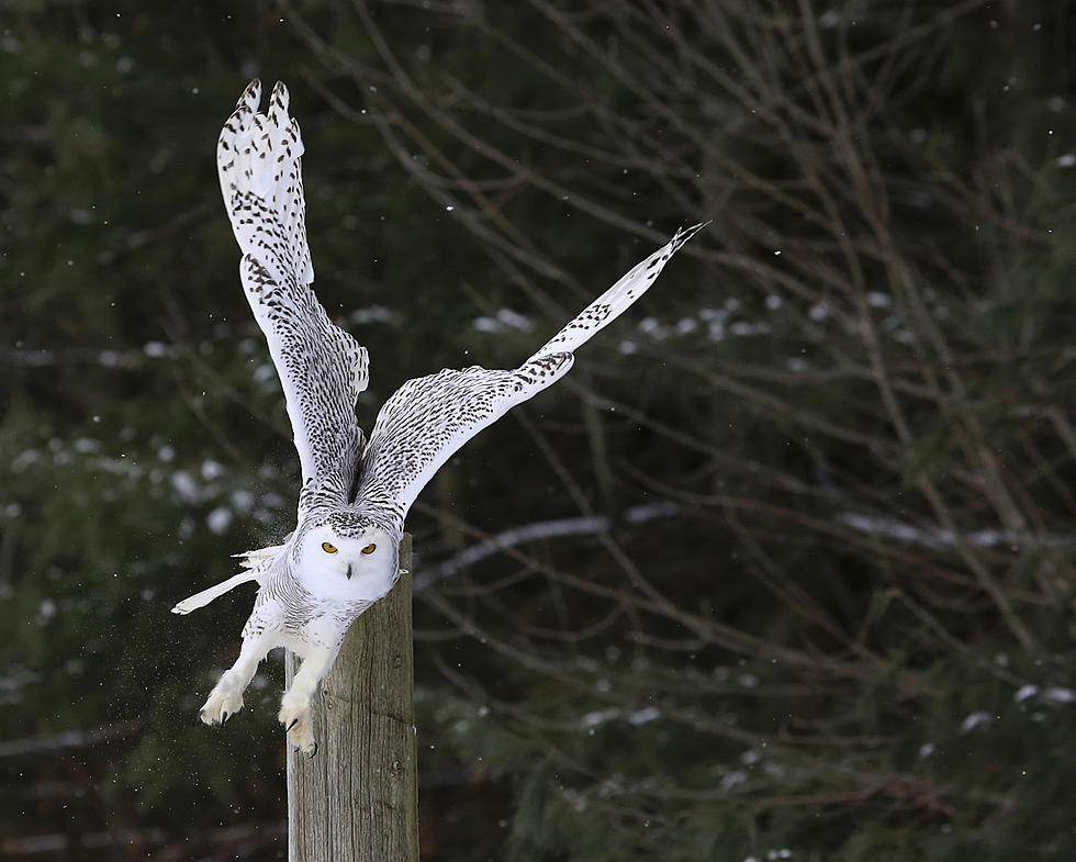 Whooo Knew Massachusetts Has So Many Owl Species?