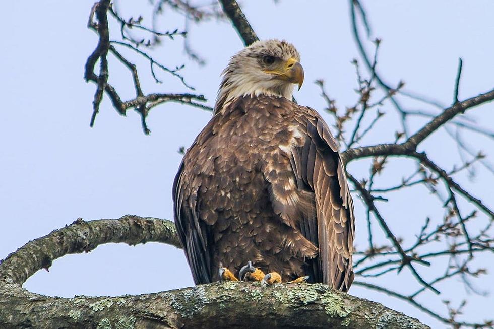 Roger Williams Park Zoo Receives Visits From Wild Bald Eagle