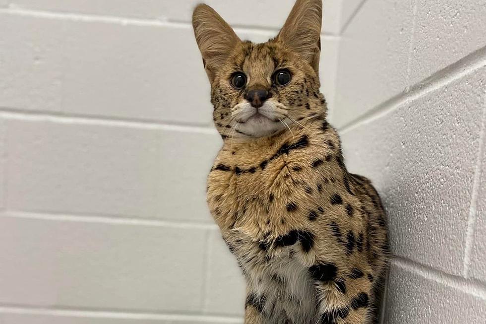 Rare African Serval Cat Captured in Lincoln By MSPCA