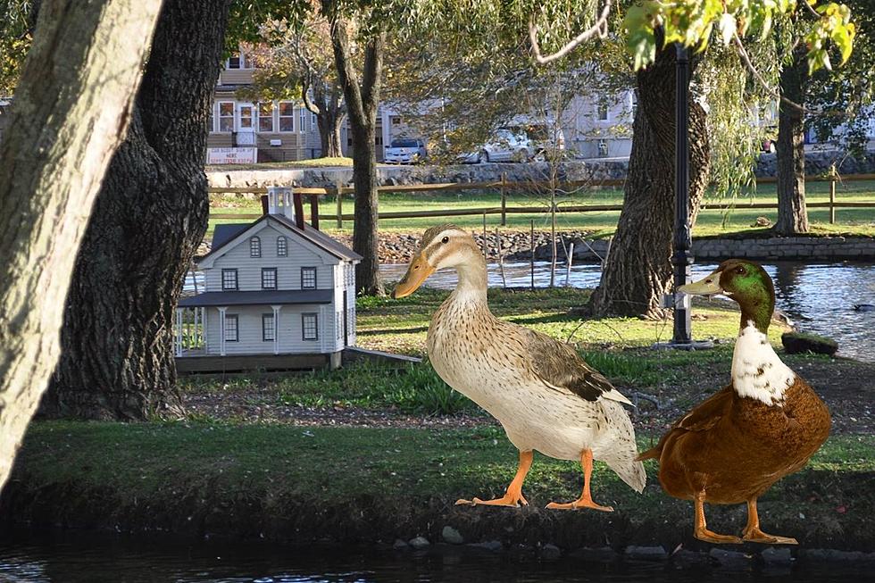 The Story of New Bedford’s Brooklawn Park Duck Pond Duck House