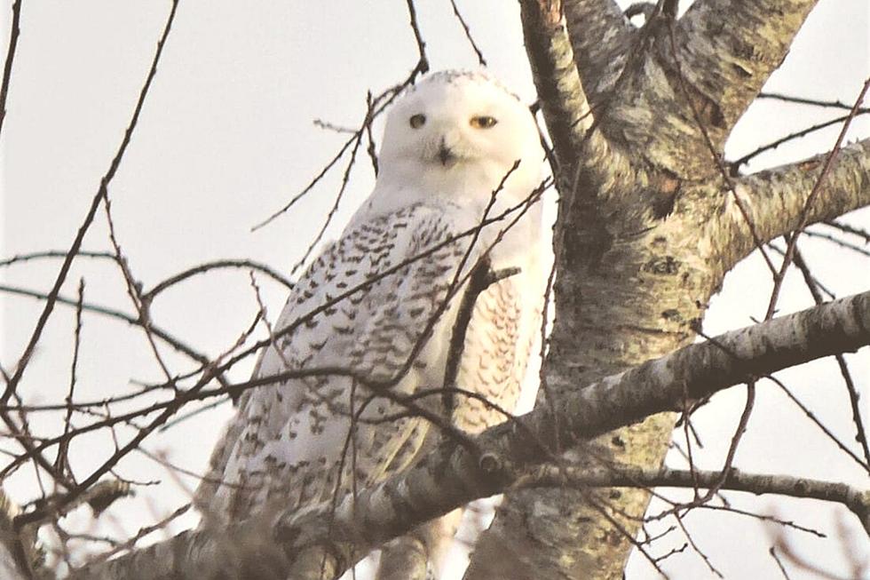 Tiverton Woman Captures Stunning Photo of Snowy Owl at Sachuest Point