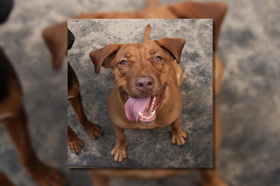 New Bedford Lab Hopes to Bring Joy to a Forever Home [WET NOSE WEDNESDAY]