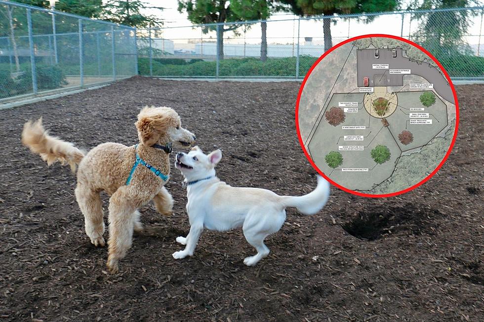 Wareham Is Officially Getting a Dog Park After Grant Approval