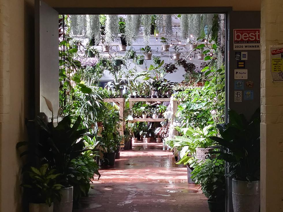 Historic Pawtucket Mill Is Home to an Amazing Tropical Paradise