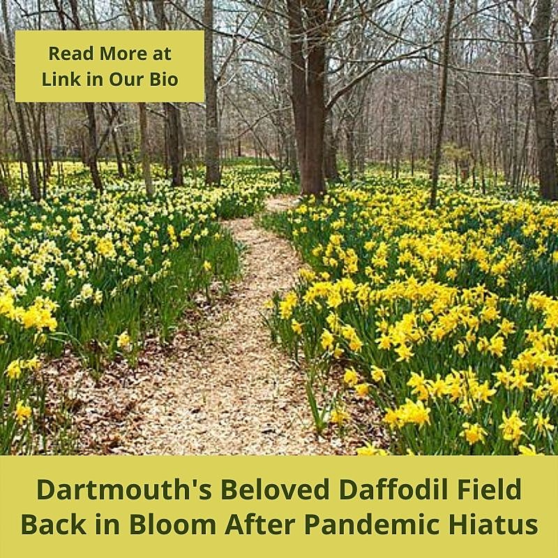 The Daffodil Dilemma in My Wildlife Sanctuary