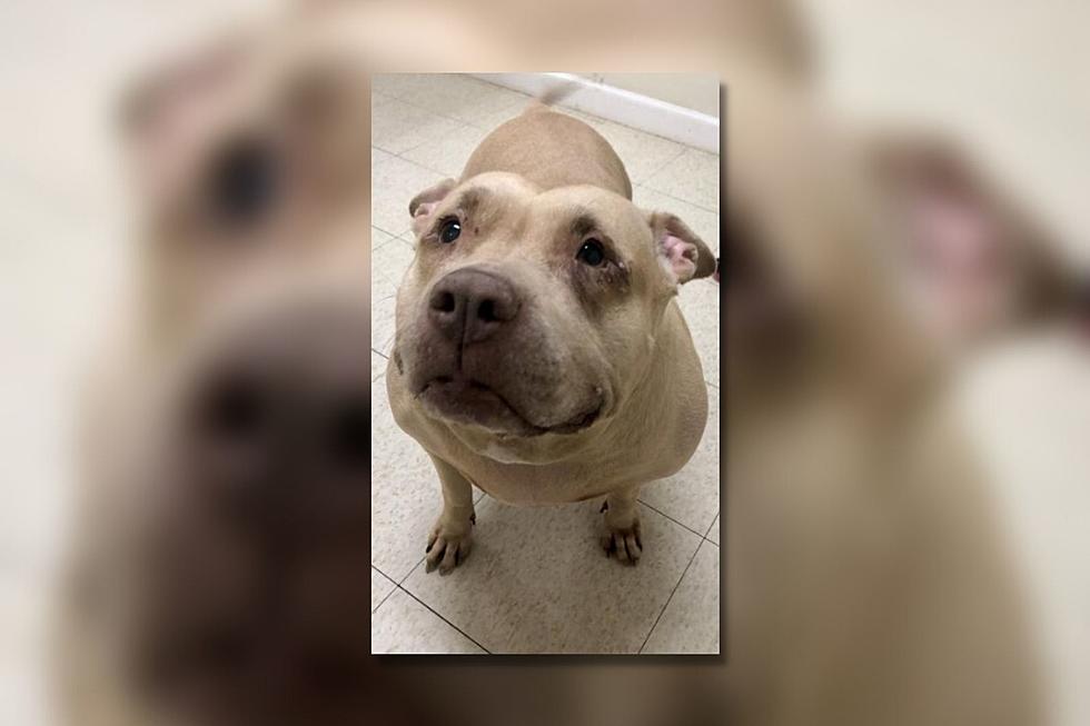 11-Year-Old Fairhaven Pitbull Sent to Shelter After Owner Passes Away [WET NOSE WEDNESDAY]