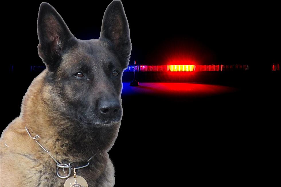 Bristol County Sheriff’s Captain Remembers Late K-9 Rony