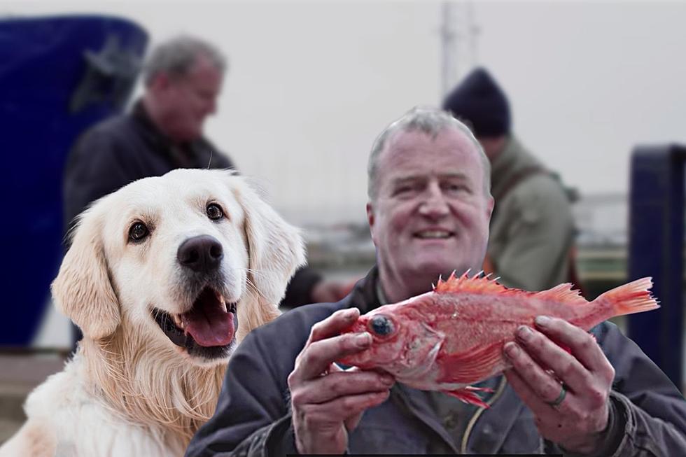 New Bedford’s Waterfront Even Gives Us Pet Food