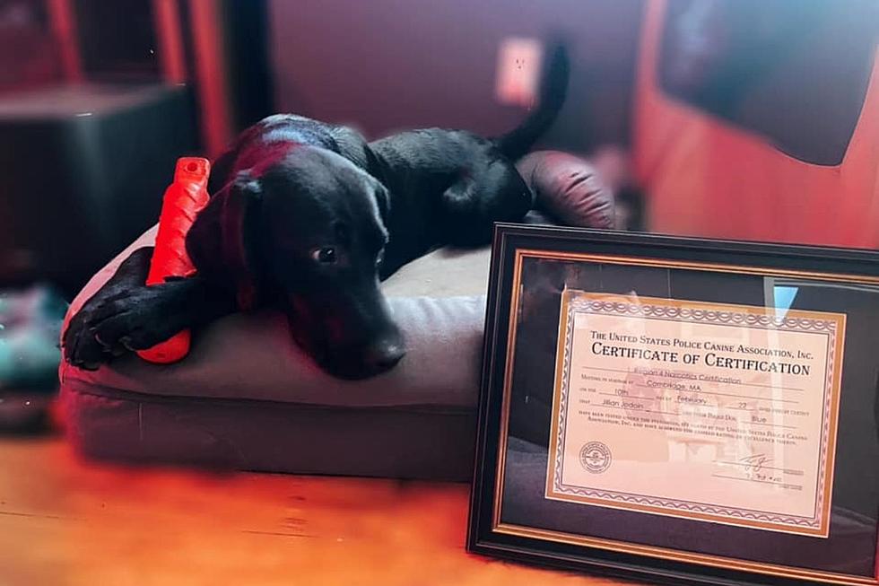 Fairhaven Police Pup &#8216;Blue&#8217; Scores Narcotics Certification on First Try