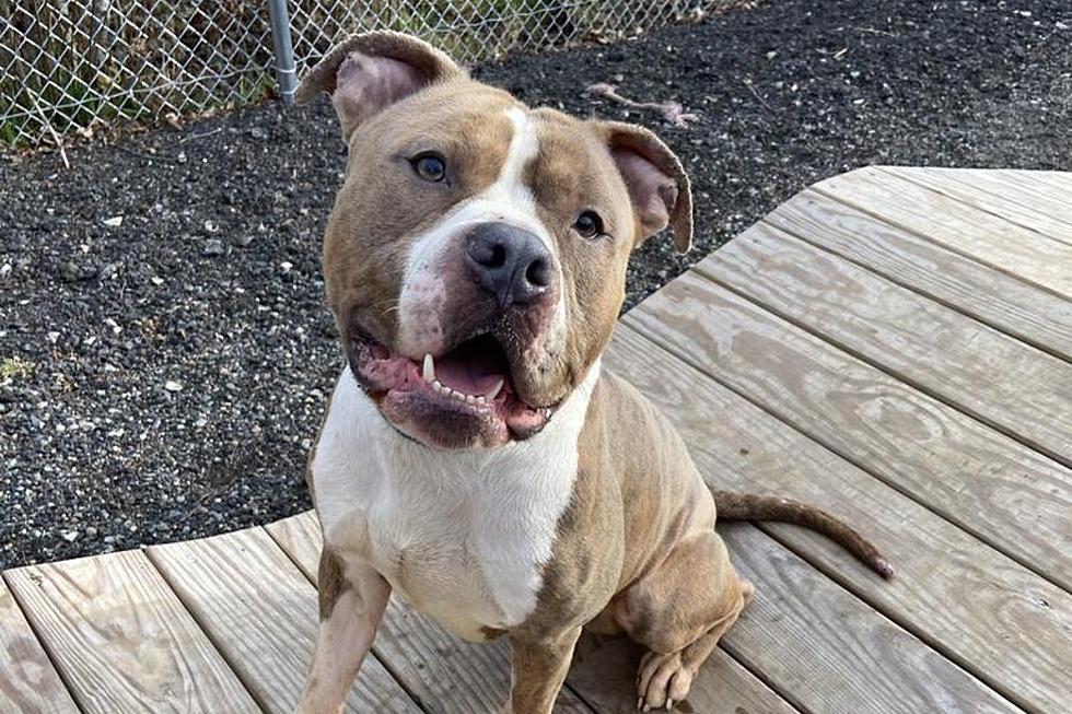 Fall River Pit Bull Attacks Everyone With Kisses, Needs a Forever Home [WET NOSE WEDNESDAY]
