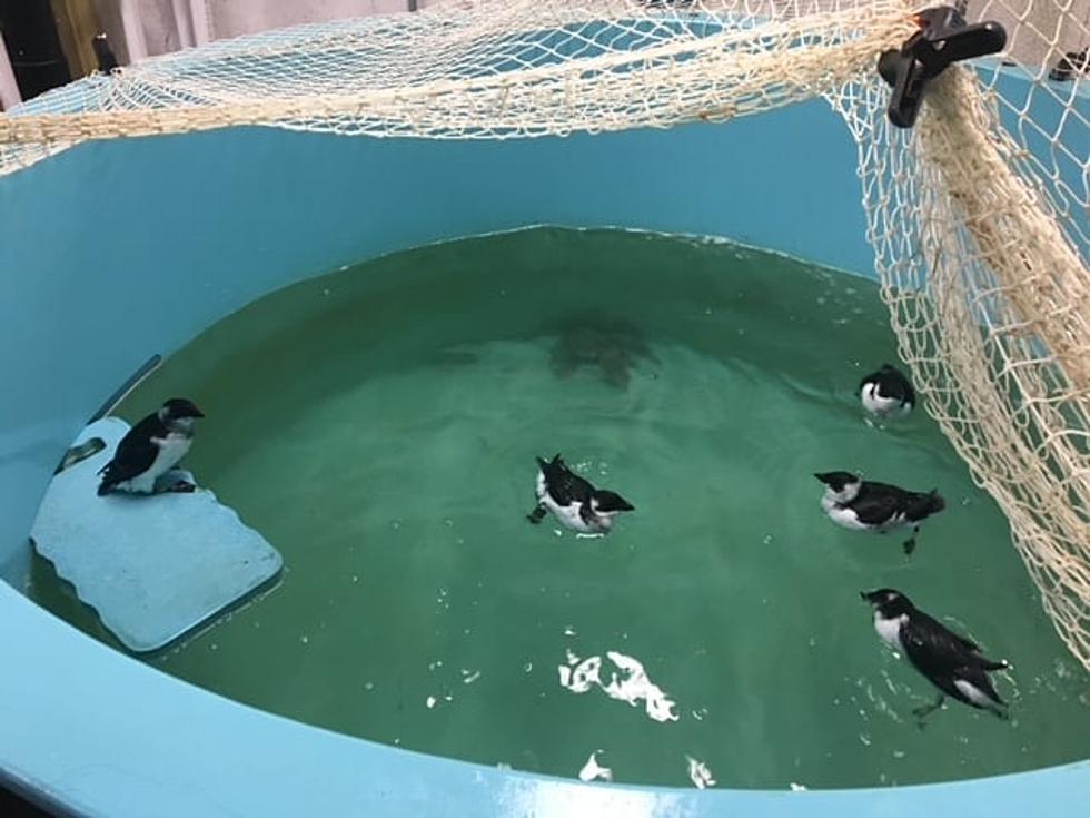 Watch Stranded Cape Cod Seabirds Finally Released Back to Nature