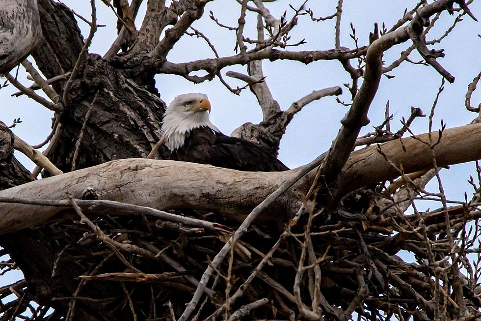 MassWildlife Says Look for These Tell-Tale Signs of Nesting Bald Eagles